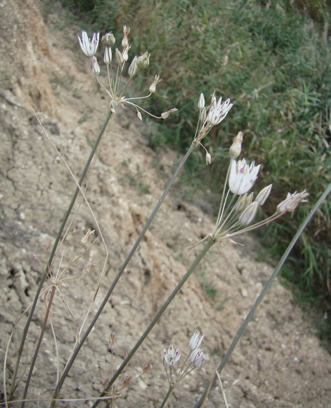 Изображение особи Allium moschatum.