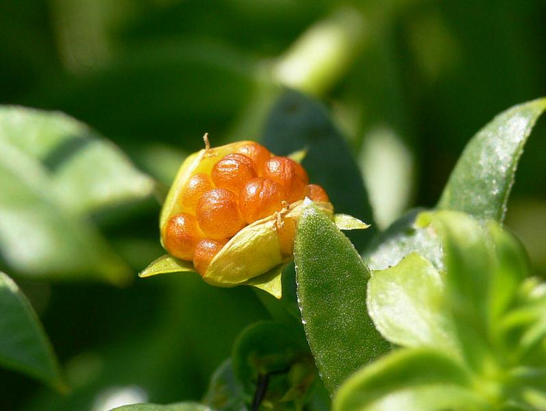 Image of Honckenya peploides ssp. major specimen.