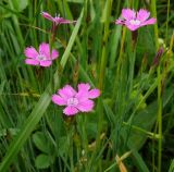 Dianthus deltoides