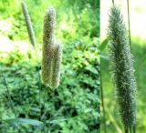 Phleum pratense. Соцветия. Нидерланды, окрестности Гронингена. Июль 2006 г.