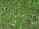 Platanthera chlorantha. Цветущие растения на лесной поляне. ФРГ, Тюрингия, окрестности Йены. Май 2007 г.