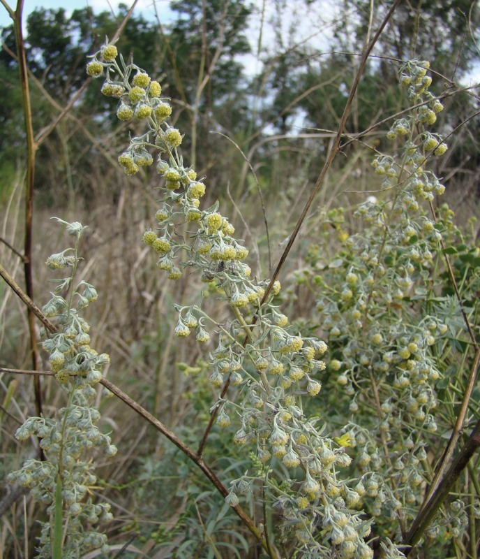 Изображение особи Artemisia pontica.