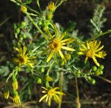 Senecio jacobaea. Соцветия. Республика Татарстан, Елабужский р-н, сосновый бор. 02.07.2009.