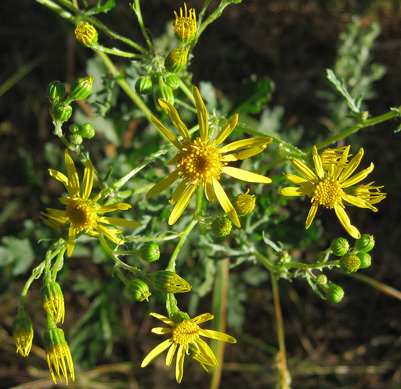 Изображение особи Senecio jacobaea.