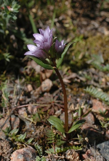 Image of Gentianella turkestanorum specimen.