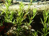 genus Callitriche