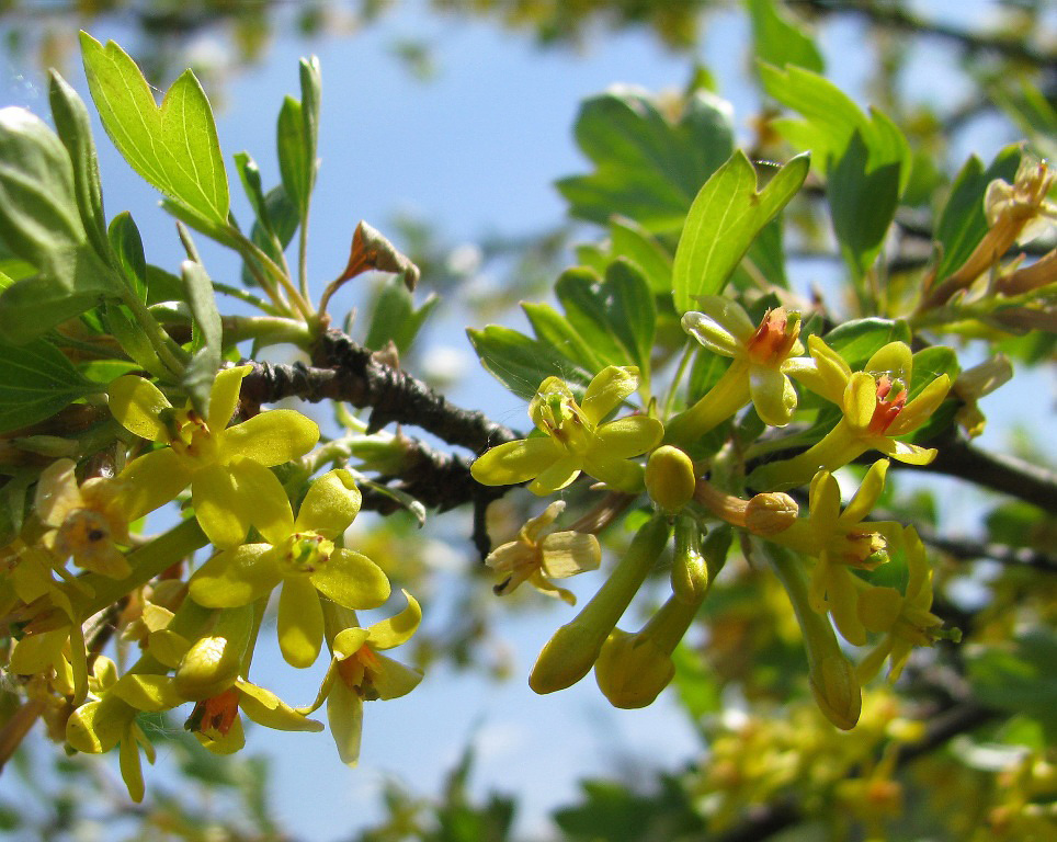 Изображение особи Ribes aureum.