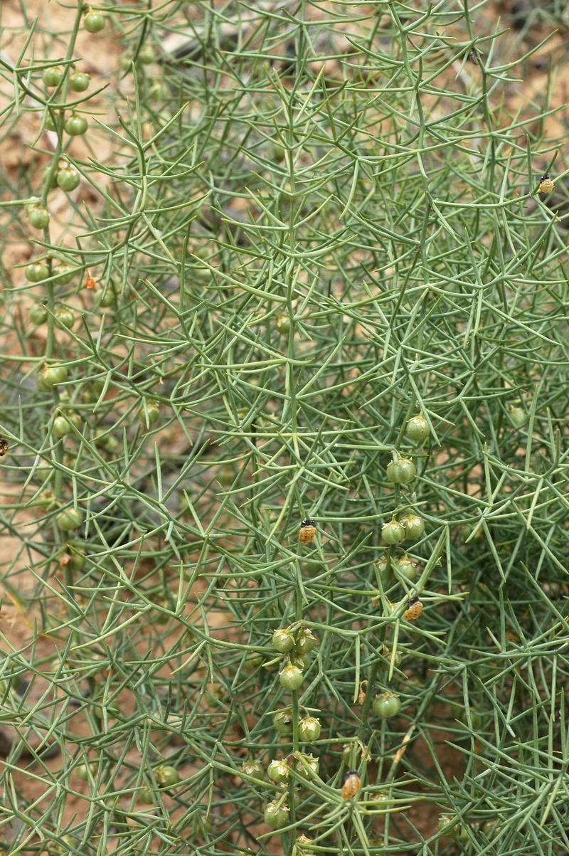 Изображение особи Asparagus angulofractus.