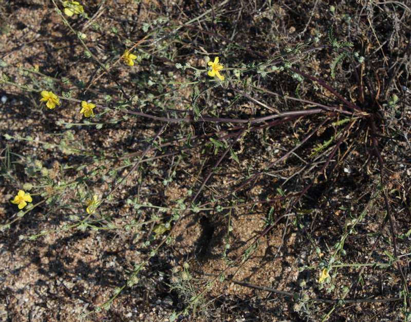 Image of Verbascum pinnatifidum specimen.