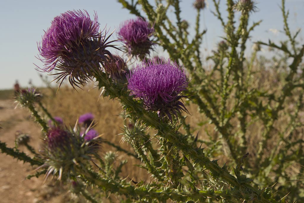 Image of Onopordum tauricum specimen.