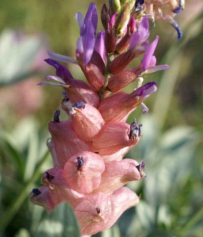 Изображение особи Astragalus schrenkianus.