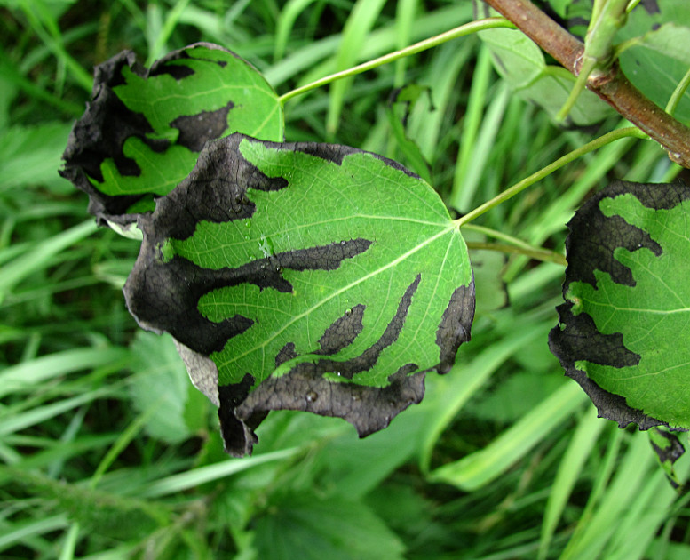 Изображение особи Populus tremula.
