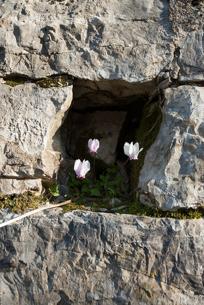 Image of Cyclamen hederifolium specimen.