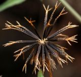 Bidens pilosa