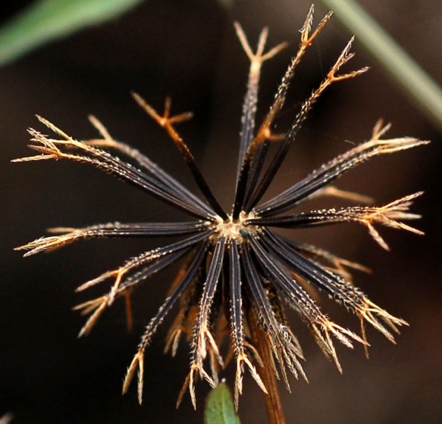 Image of Bidens pilosa specimen.