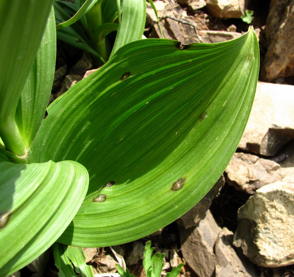 Изображение особи Veratrum lobelianum.