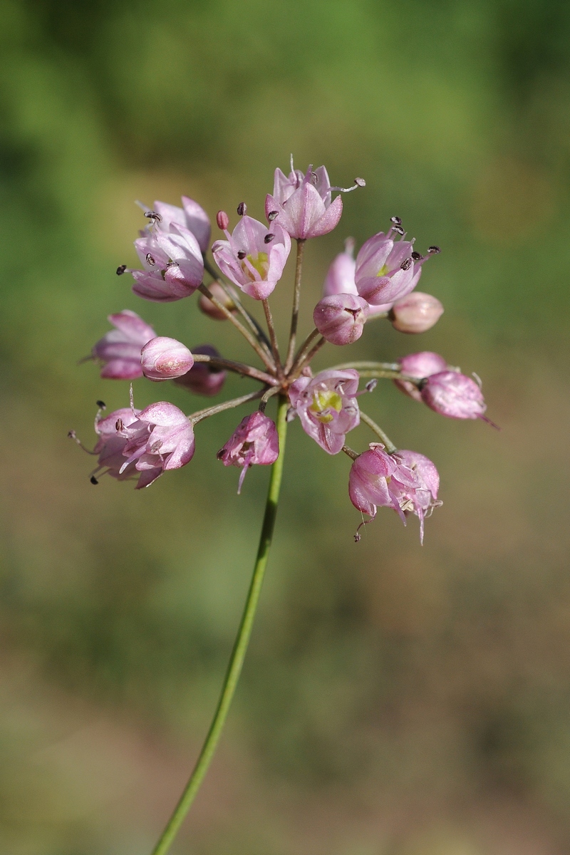 Image of Allium gunibicum specimen.