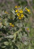 Alkanna orientalis