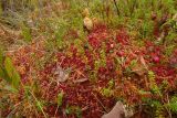 Empetrum nigrum