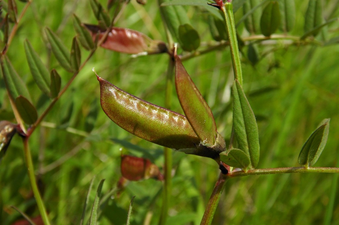 Image of Vicia sepium specimen.