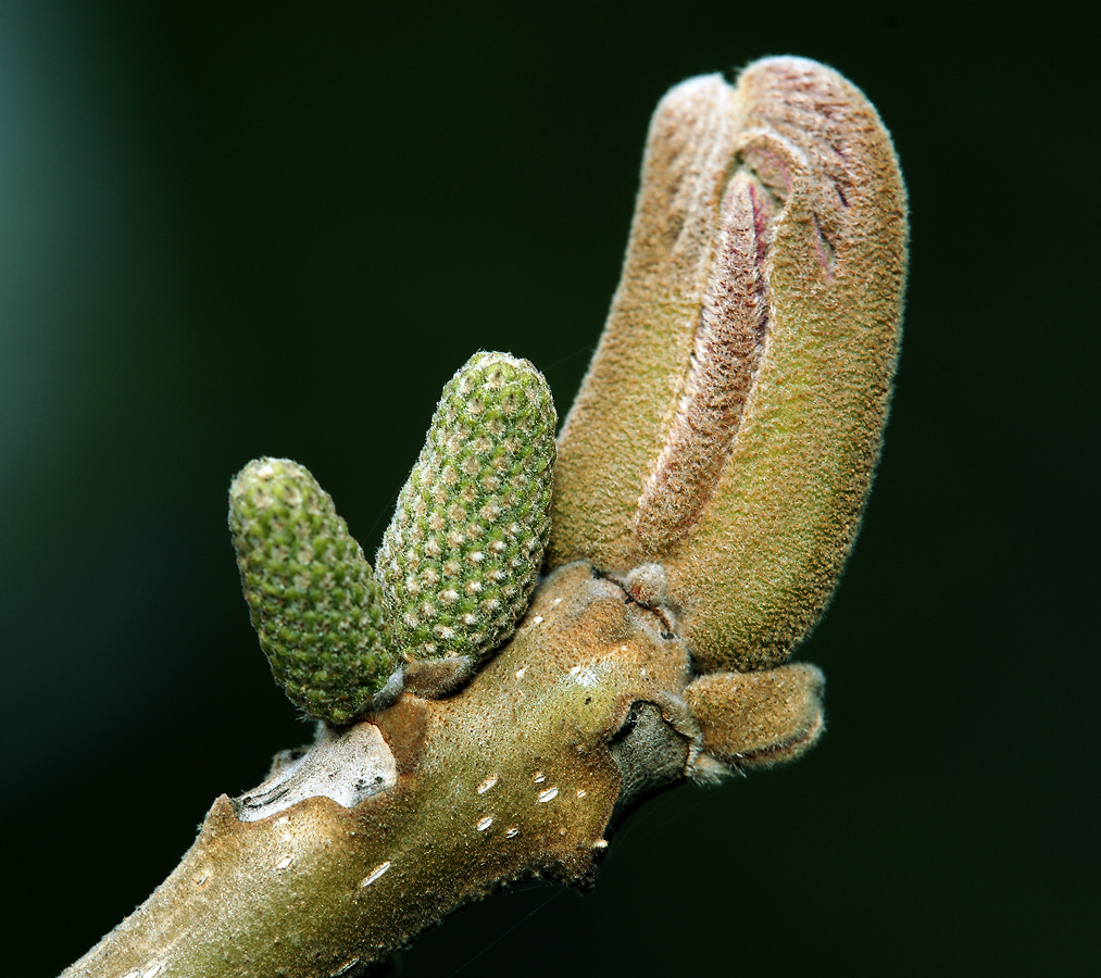 Image of Juglans mandshurica specimen.