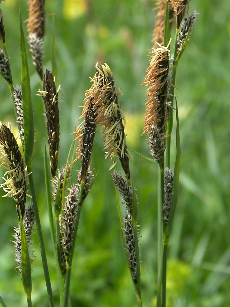 Изображение особи Carex melanostachya.