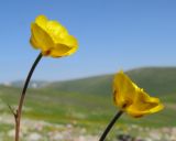 Ranunculus crassifolius. Цветки. Адыгея, Кавказский биосферный заповедник, северо-восточный склон горы Оштен, ≈ 2350 м н.у.м., альпийский луг. 18.07.2015.