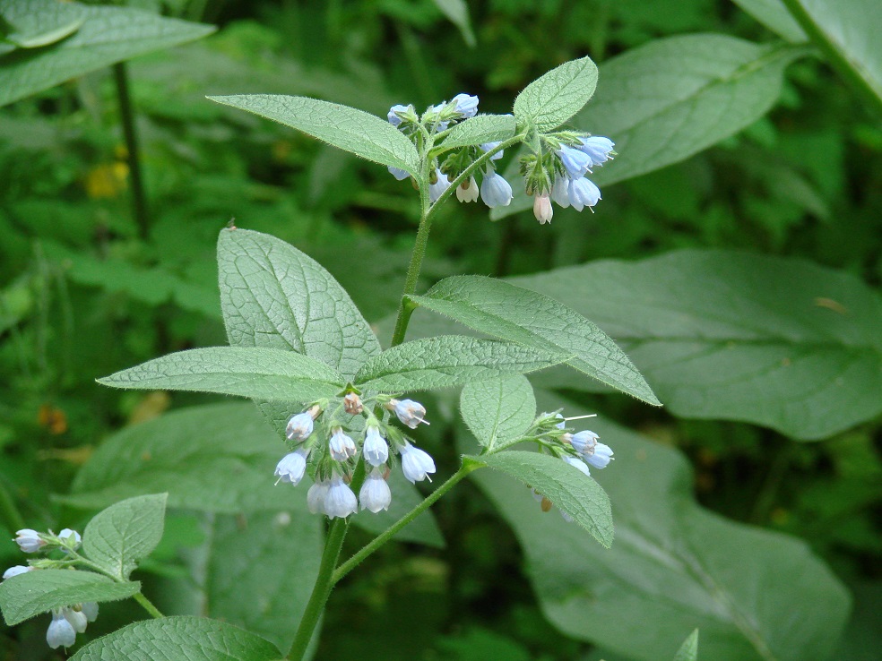 Изображение особи Symphytum caucasicum.