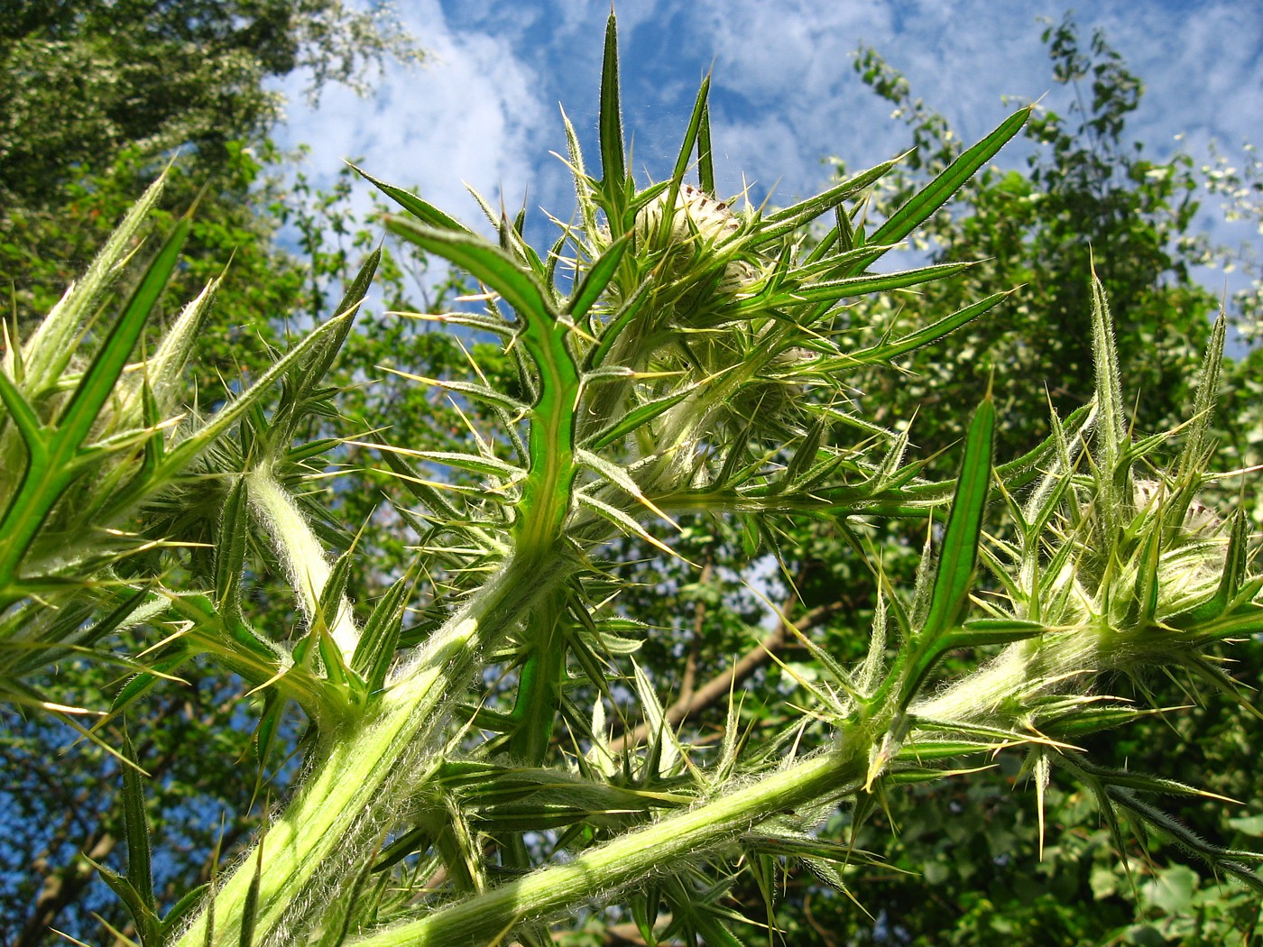 Изображение особи Cirsium polonicum.