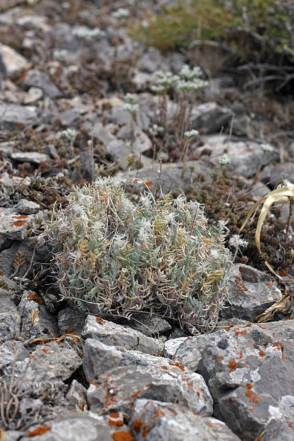 Изображение особи Oxytropis trichocalycina.