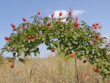 Rosa corymbifera