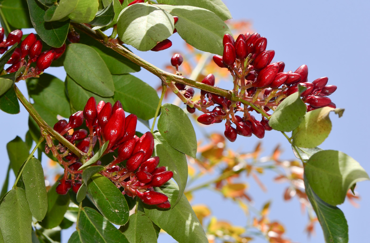 Изображение особи Schotia brachypetala.