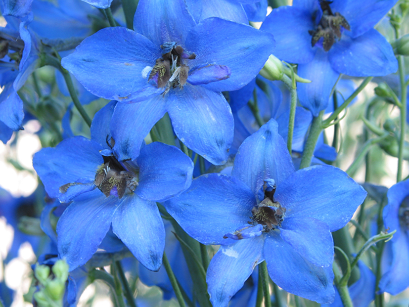 Image of Delphinium &times; phoeniceum specimen.
