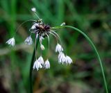 Allium oleraceum. Соцветие. Украина, Волынская обл., Любешовский р-н, Национальный природный парк \"Припять - Стоход\", западнее с. Сваловичи, дюна. 30 июля 2008 г.