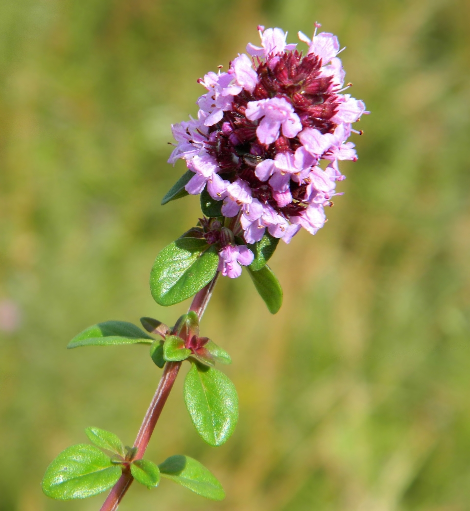 Изображение особи Thymus ovatus.