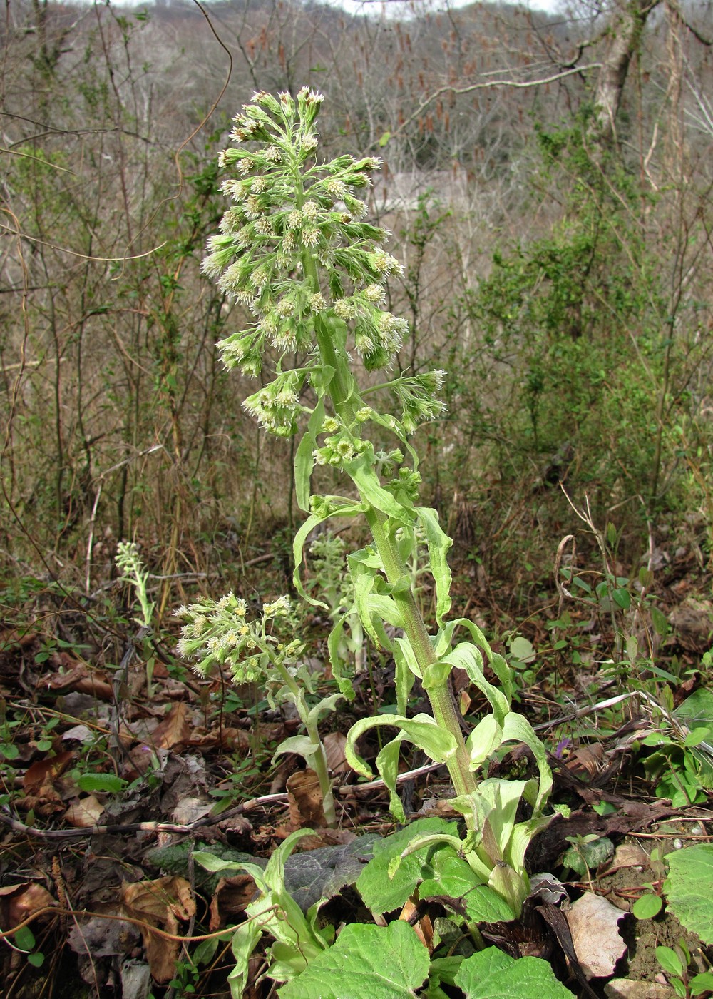 Image of Petasites albus specimen.