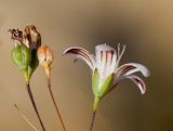 Gypsophila capillaris