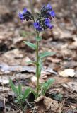 Pulmonaria angustifolia. Цветущее растение в смешанном лесу на боровой террасе Днепра. Украина, Киев, заказник \"Лесники\". 14 апреля 2007 г.