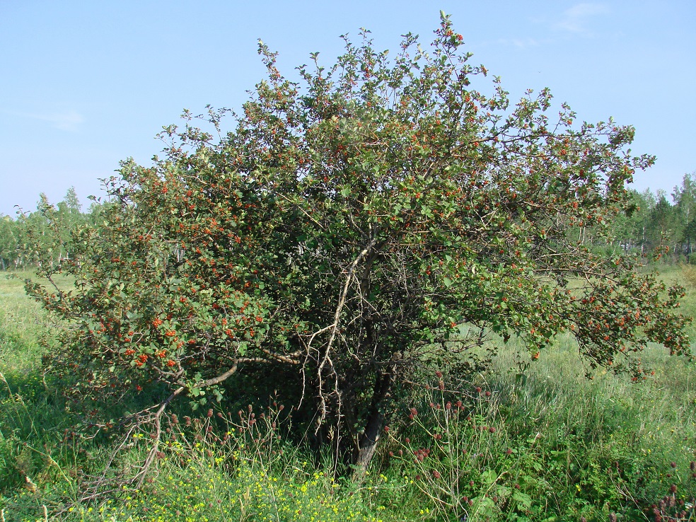 Image of Crataegus sanguinea specimen.