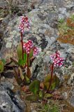 Bergenia crassifolia