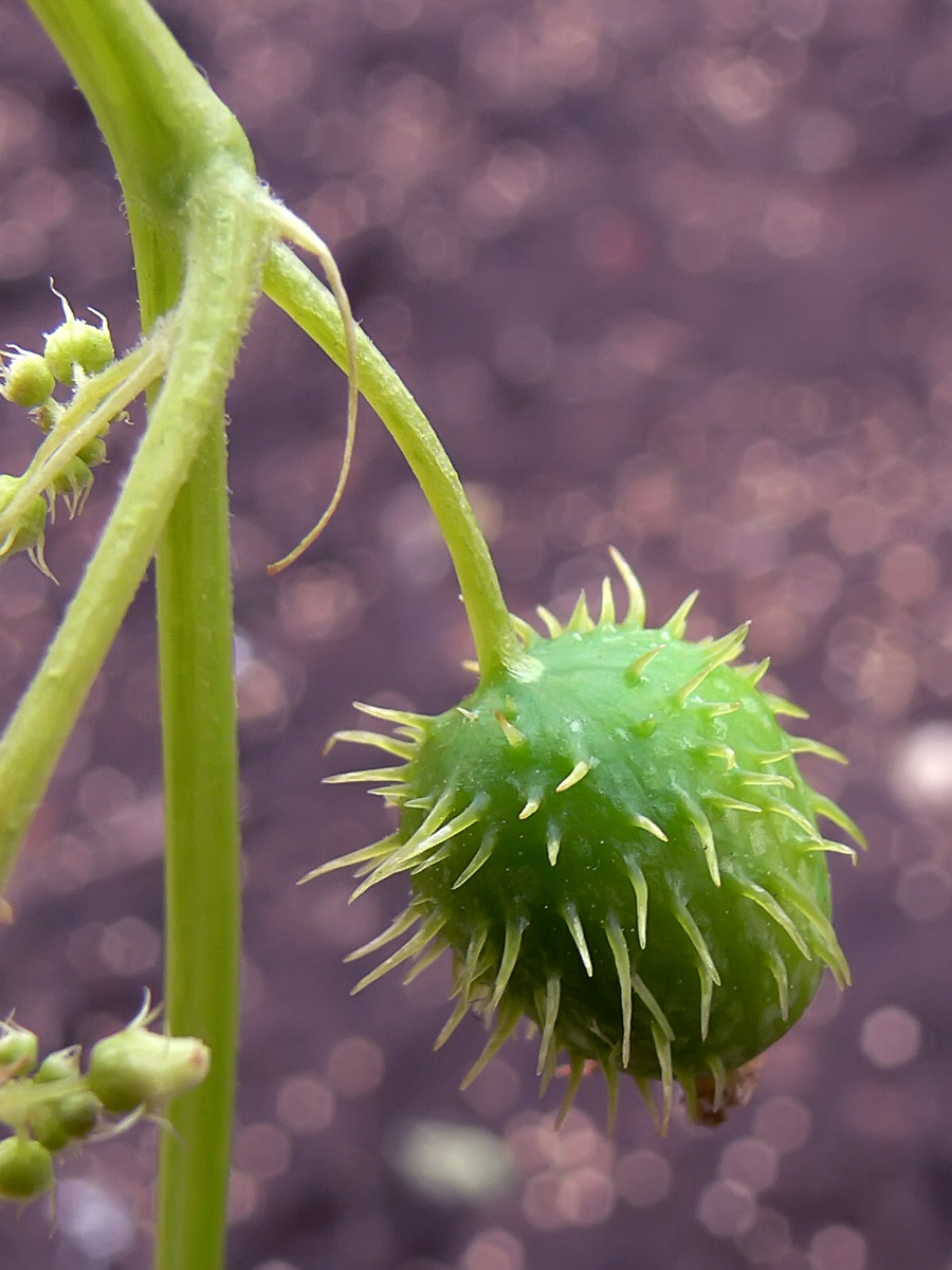 Изображение особи Echinocystis lobata.