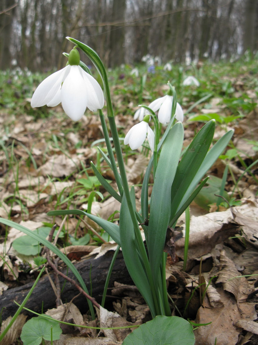 Image of Galanthus nivalis specimen.