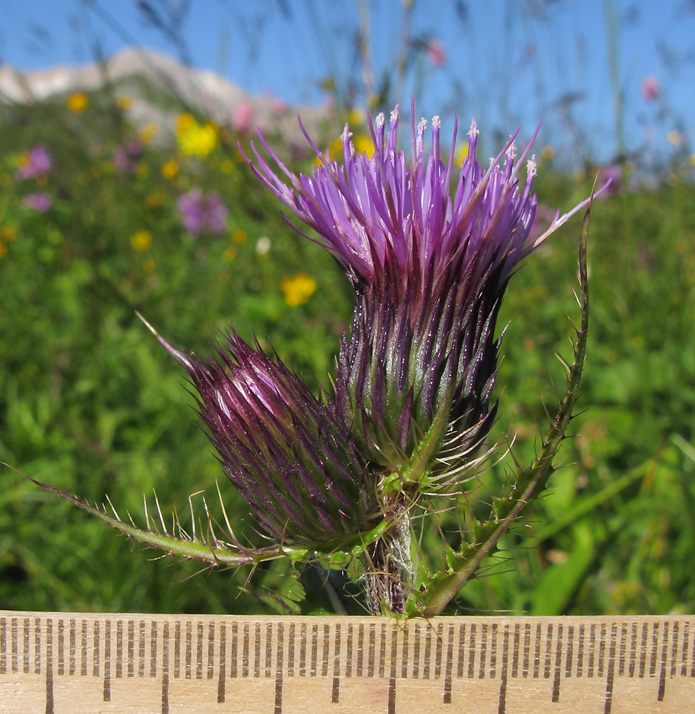 Изображение особи Cirsium simplex.