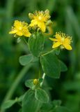 Hypericum maculatum