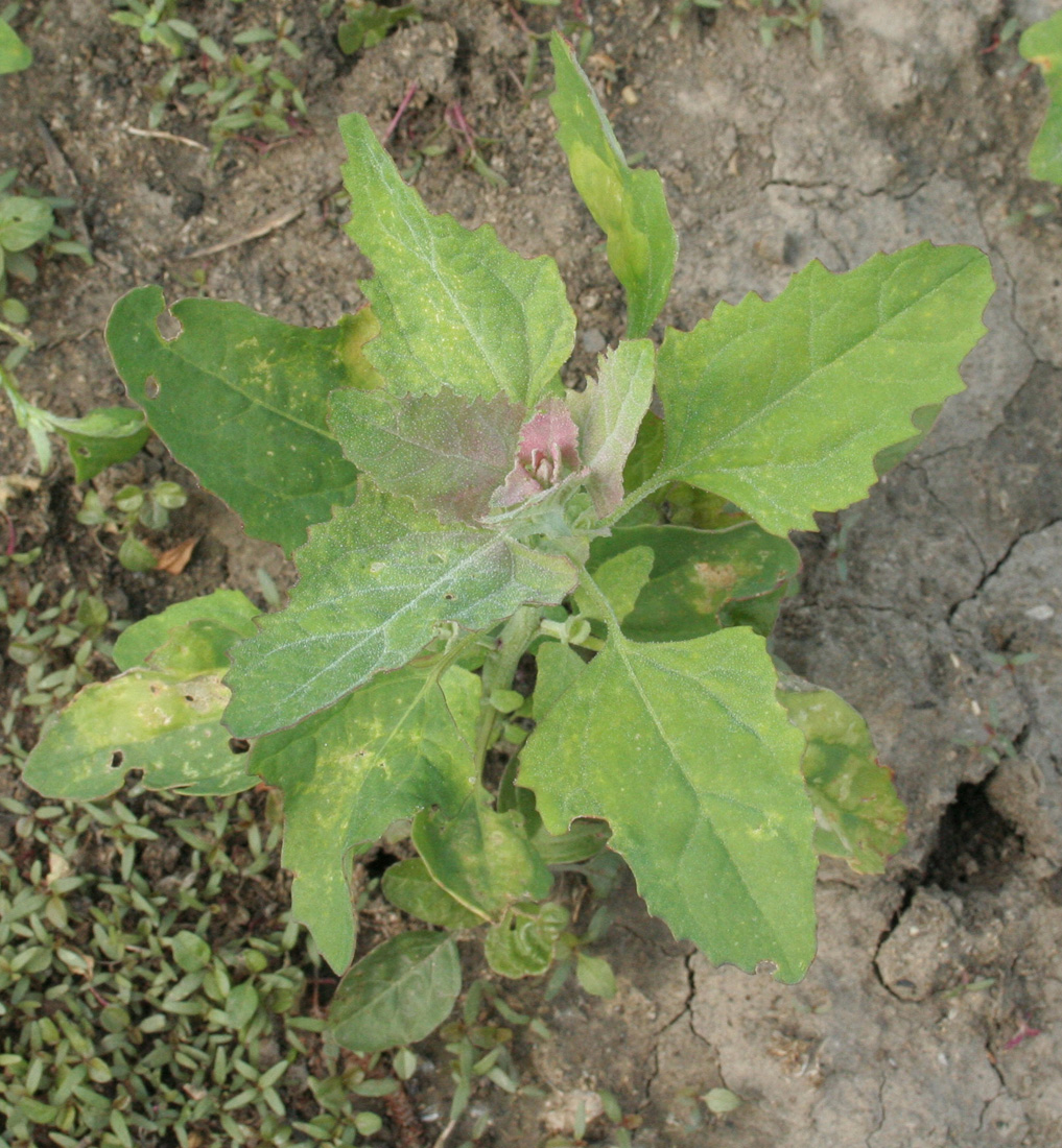 Изображение особи Chenopodium album.
