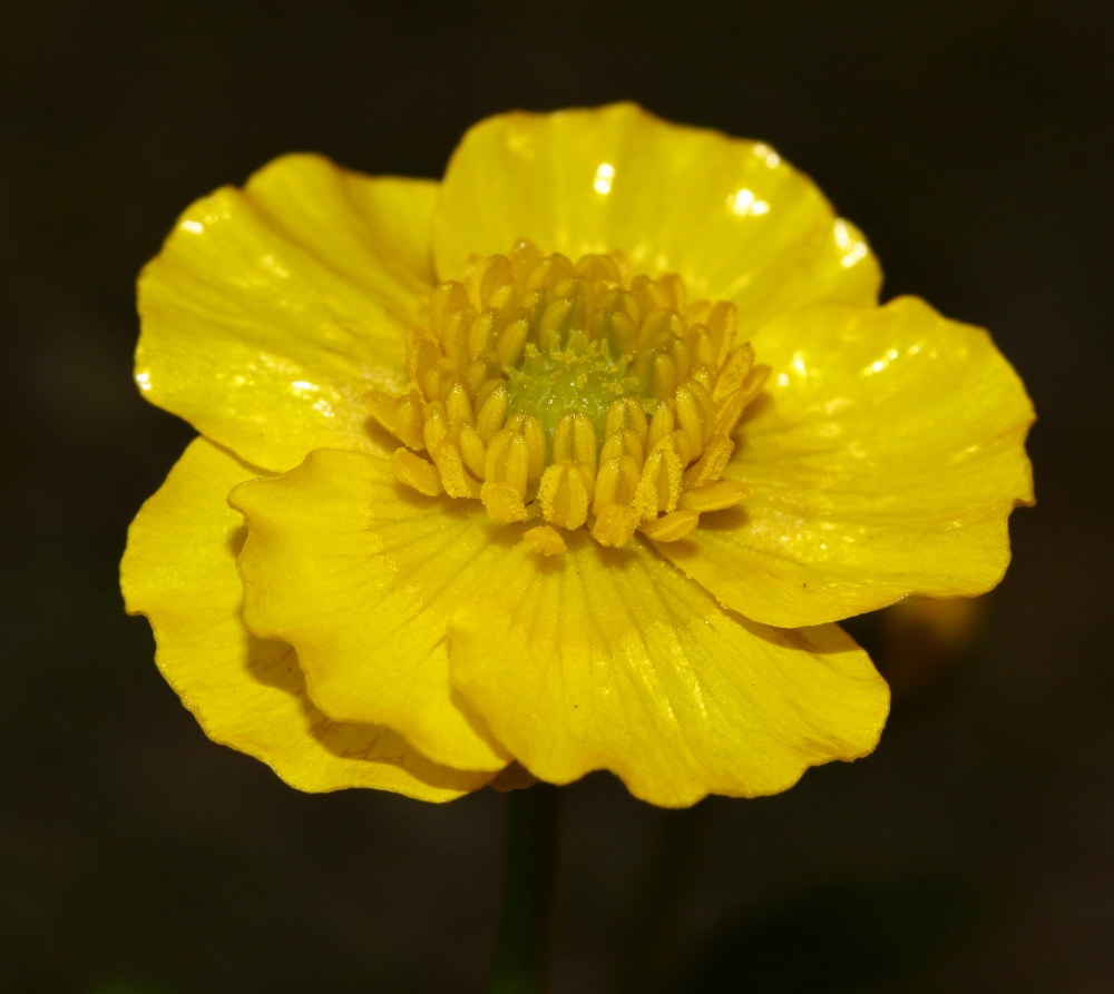 Изображение особи Ranunculus franchetii.