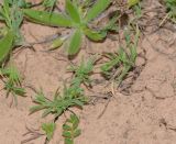 Bupleurum semicompositum