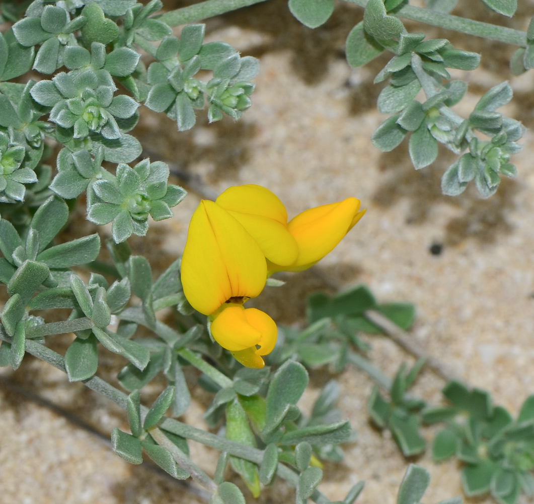 Image of Lotus lancerottensis specimen.