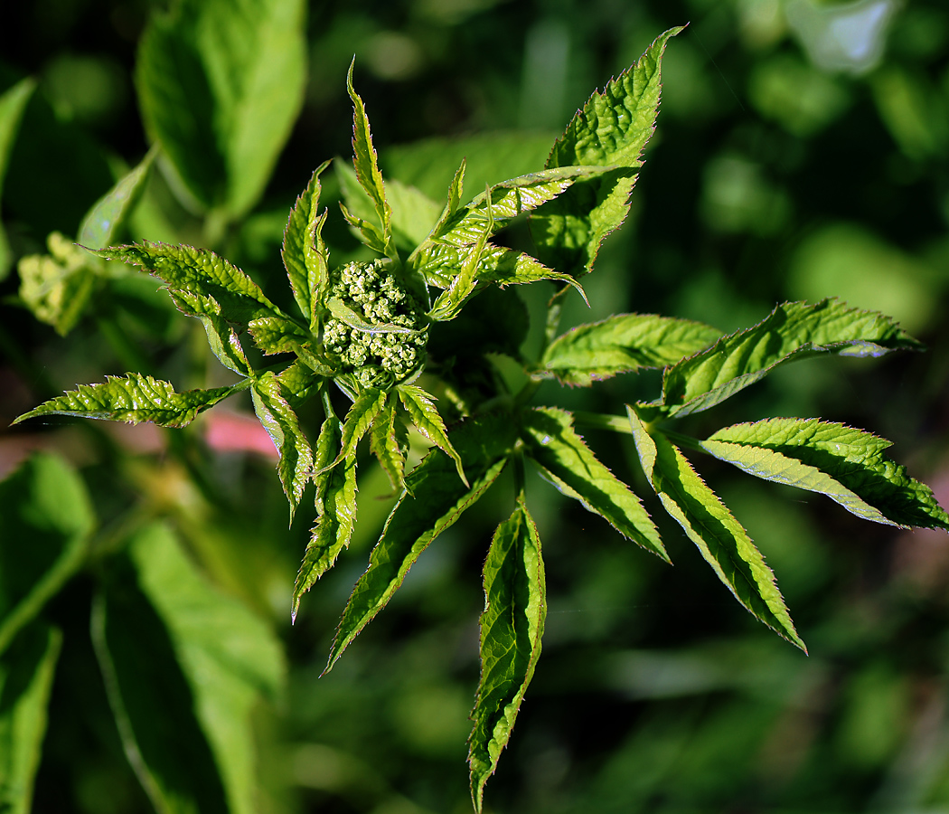 Image of Archangelica officinalis specimen.