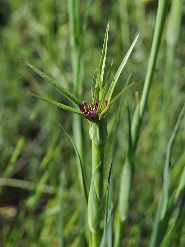 Изображение особи Tragopogon porrifolius ssp. longirostris.